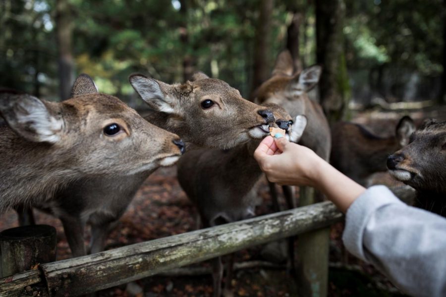 The+sika+deer+native+to+Japan%E2%80%99s+Nara+Park+are+dependent+on+visitors+feeding+them+with+provided+crackers.