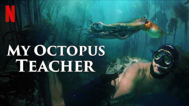 My+Octopus+Teacher+explores+the+relationship+between+Craig+Foster+and+an+octopus%2C+which+Foster+tracks+throughout+a+kelp+forest+every+day+for+a+year.