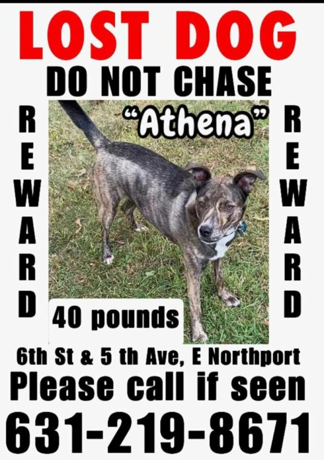 Have you noticed the missing posters for a lost dog—Athena—scattered across Commack and East-Northport? 