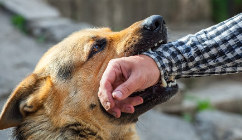 Pictured: Dog biting a man's arm
Photo from Shutterstock