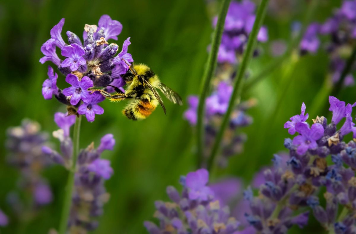 Even though some people are scared of bees, that shouldn’t lead us to hurt the species. Bees have an important role in nature and human survival.